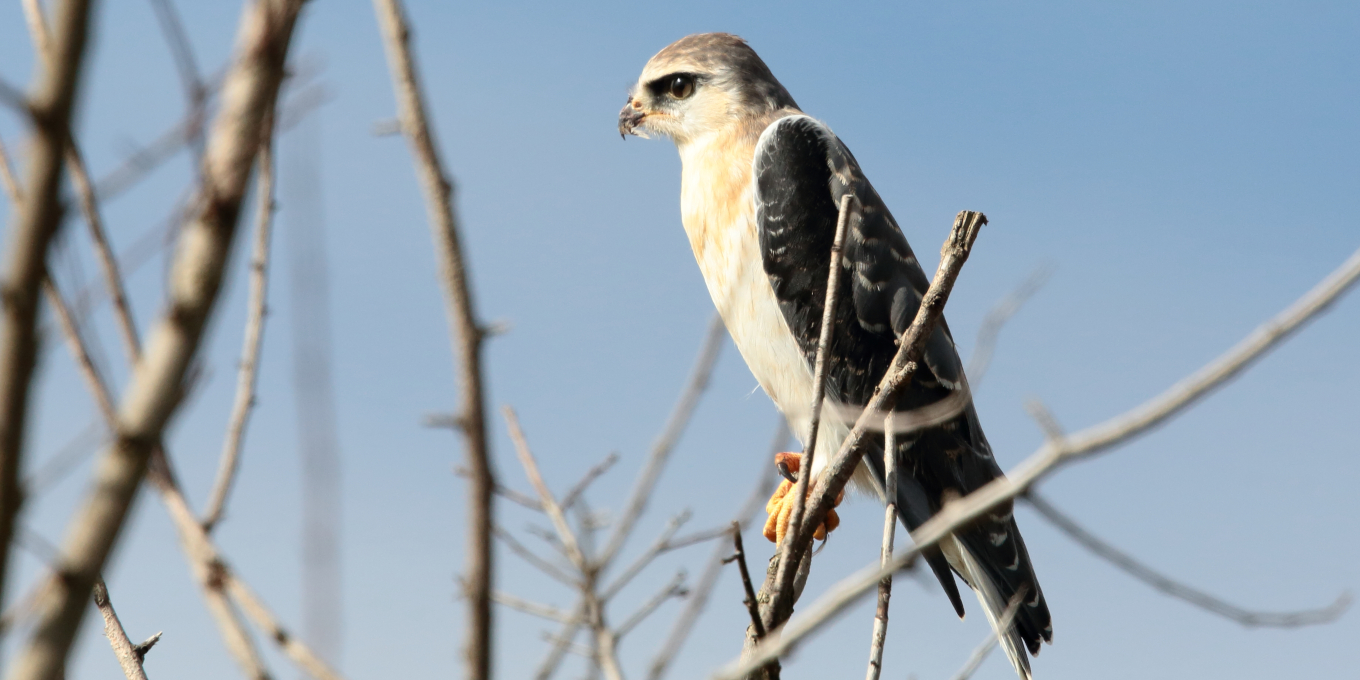 Rapaces sur un plateau !